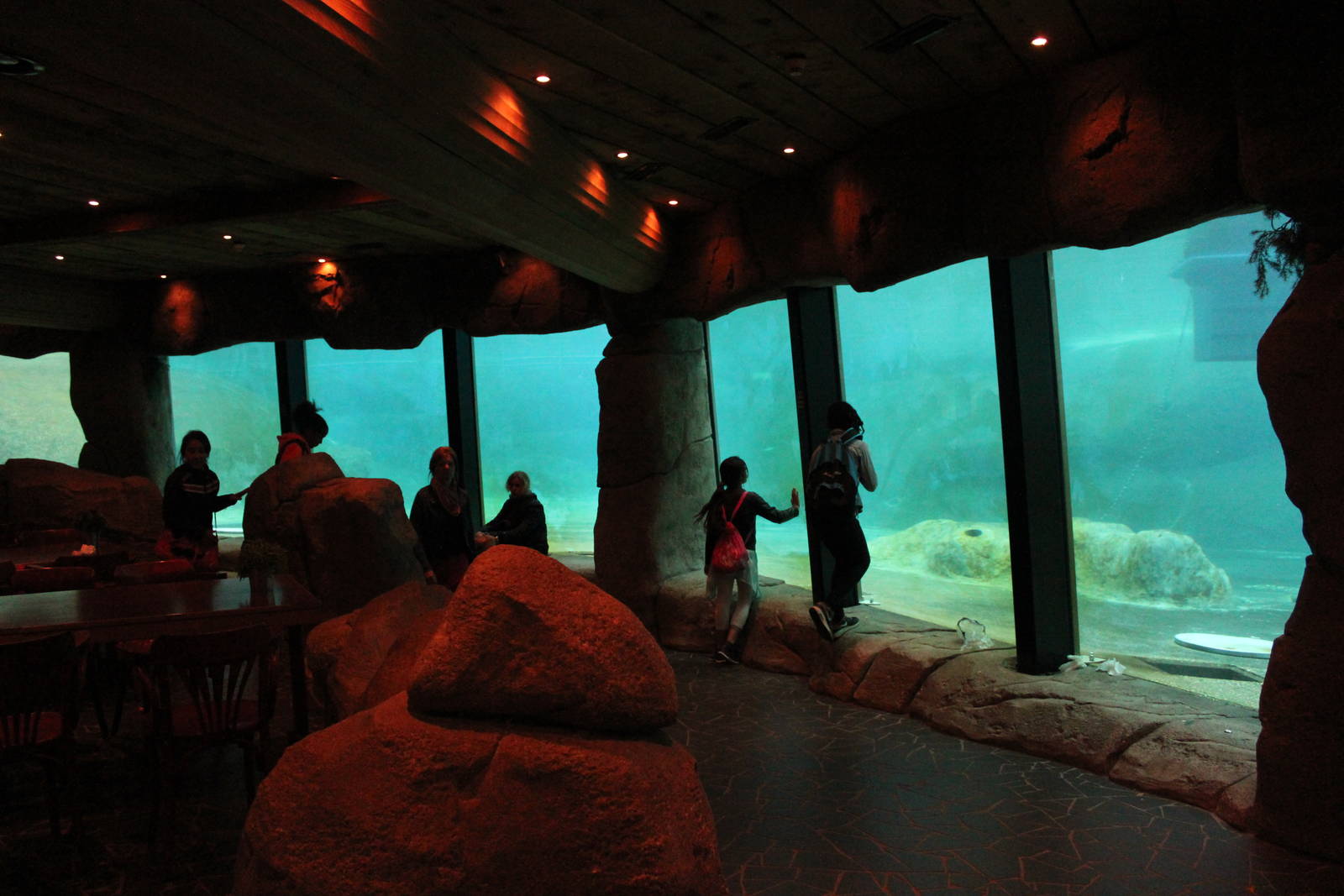 Underwater viewing for Pacific walrus