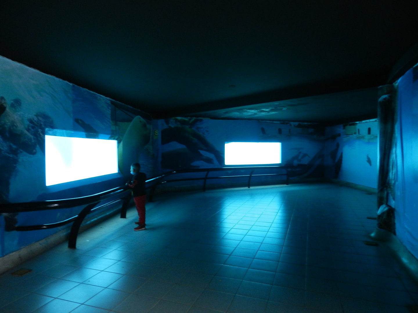 Underwater viewing for pinniped exhibits - Parque de Las Leyendas