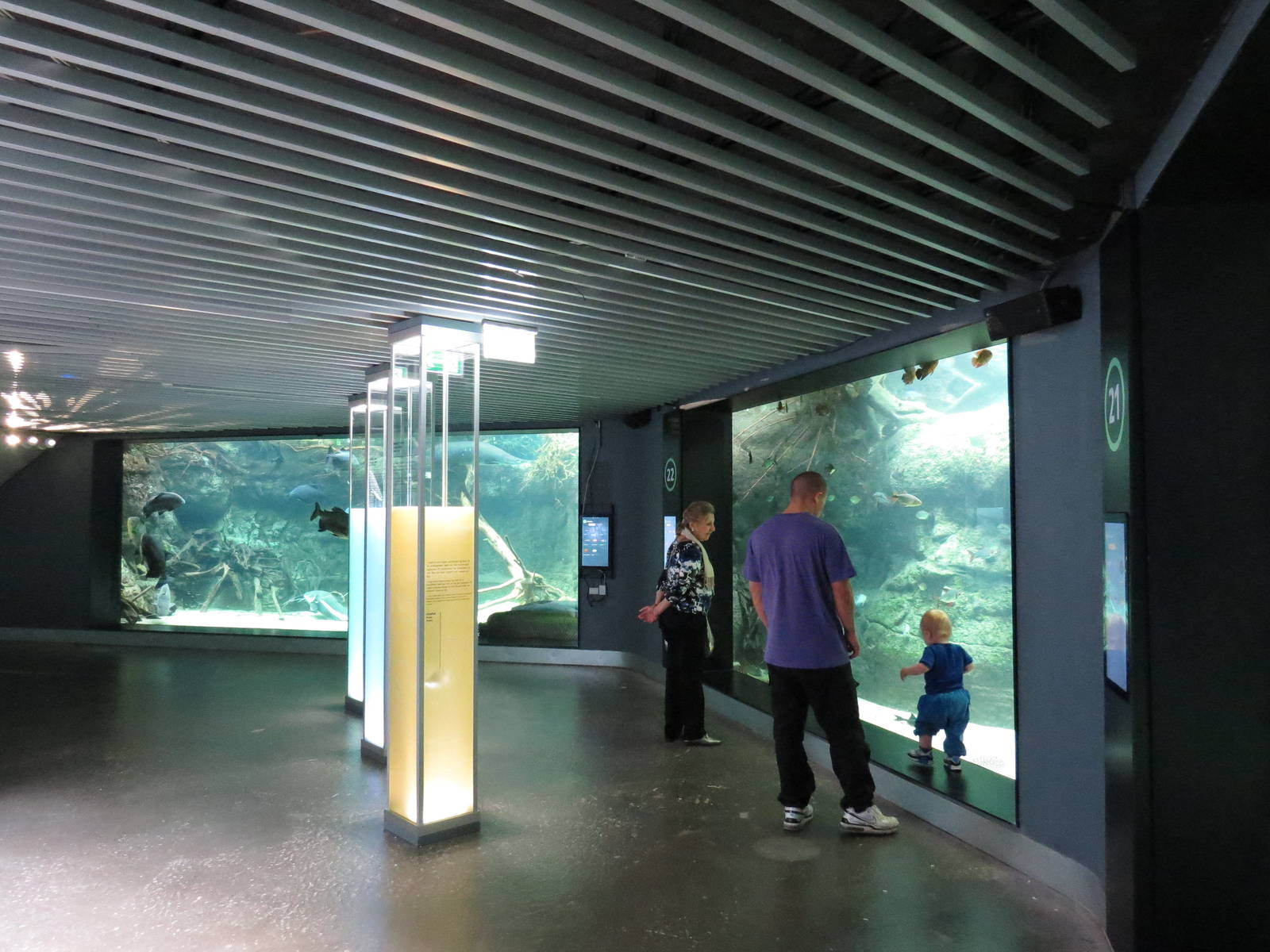 Underwater viewing for rainforest tanks, June 2015.