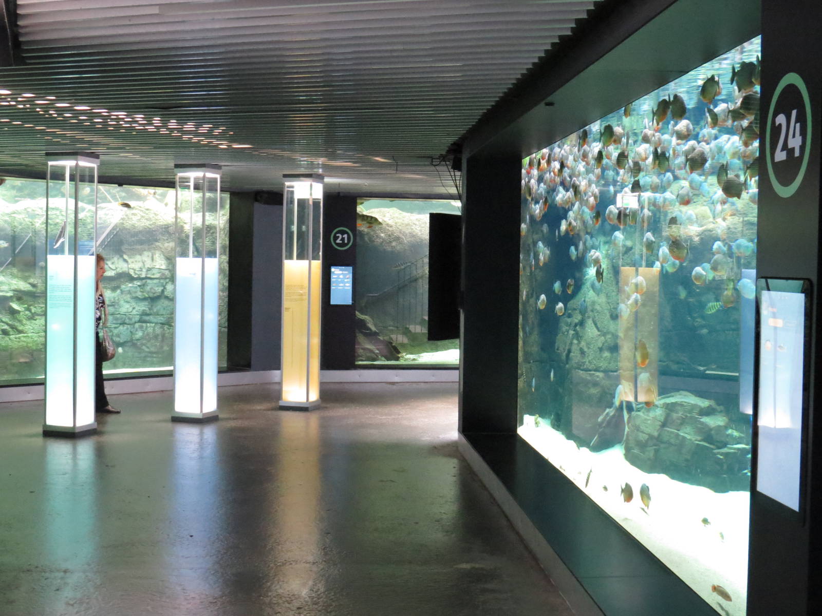 Underwater viewing for rainforest tanks, June 2015.