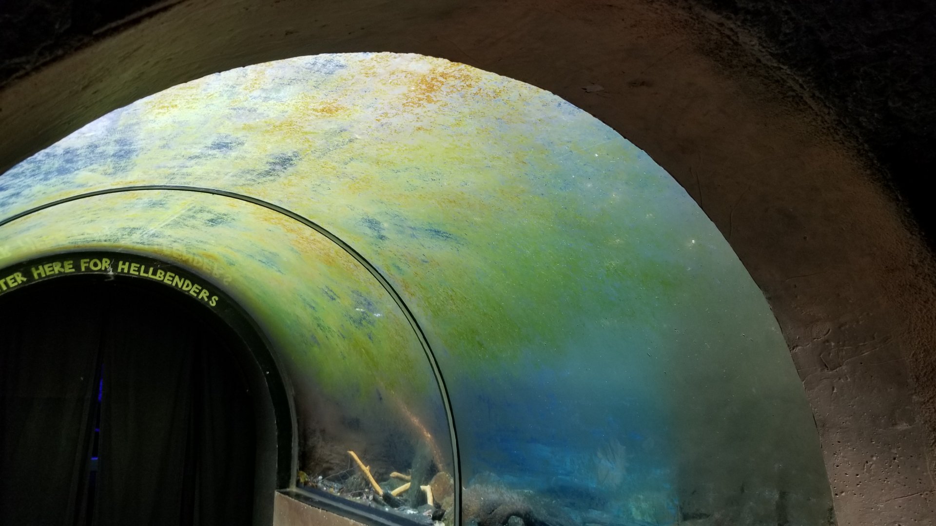 Underwater "viewing" for river otters