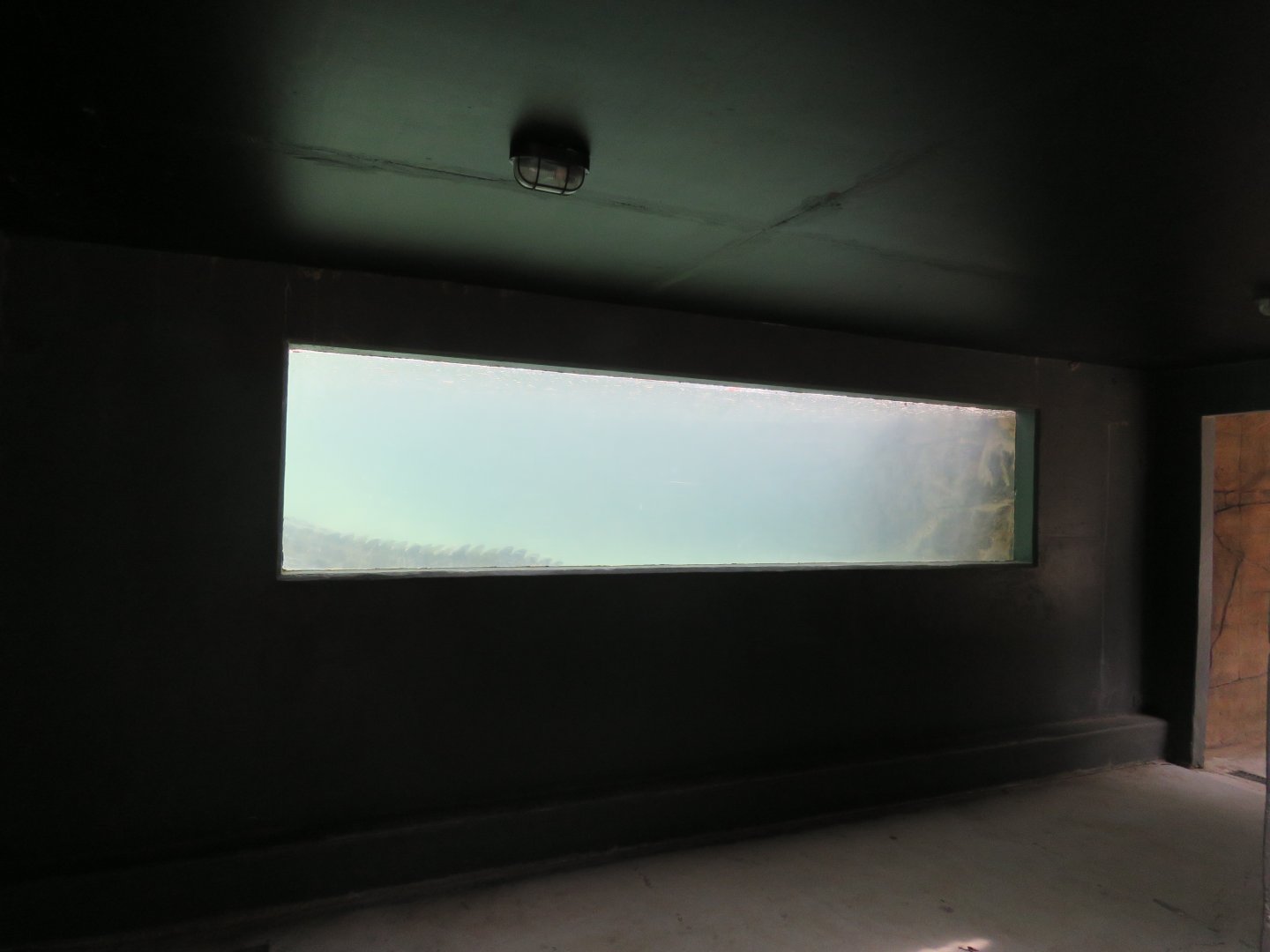 Underwater viewing for saltwater crocodile