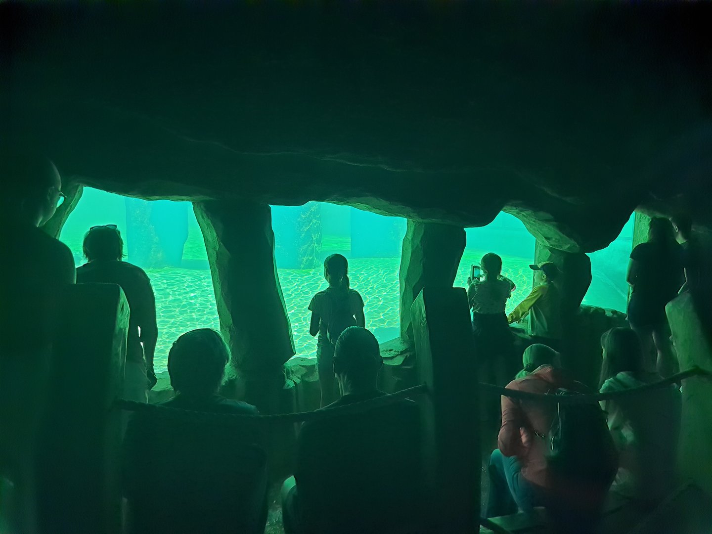Underwater viewing gallery for Fur seals
