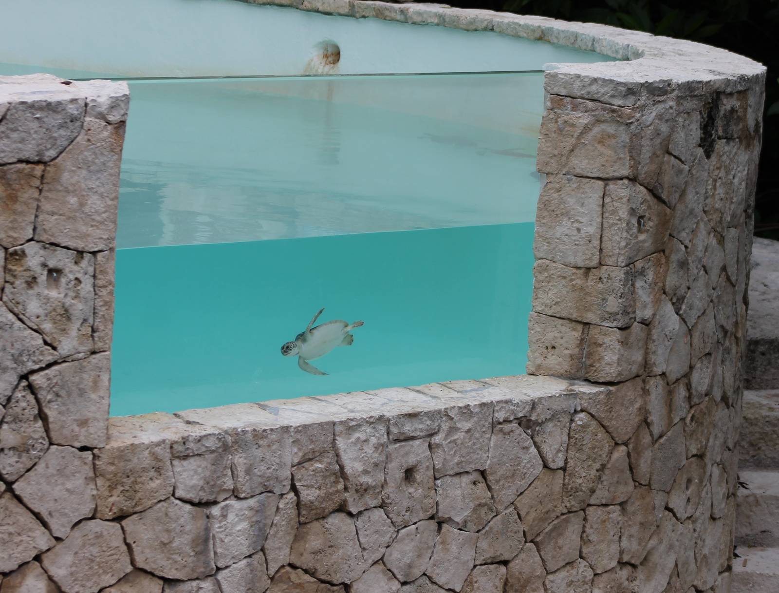 Underwater viewing Green turtle