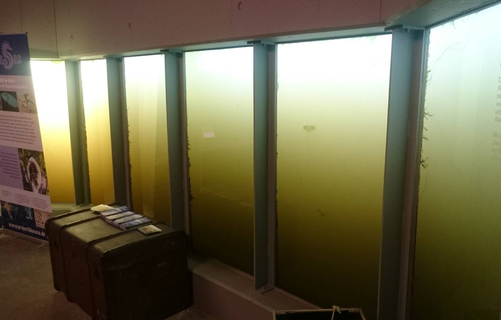 Underwater viewing Harbour seals