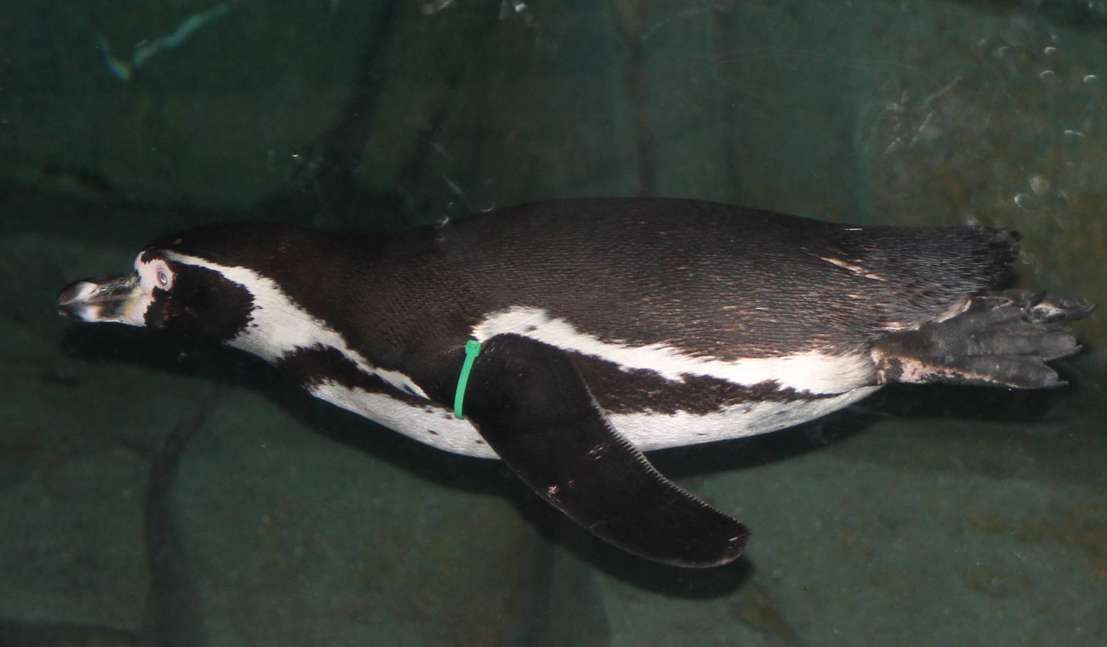 Underwater-viewing Humboldt penguin