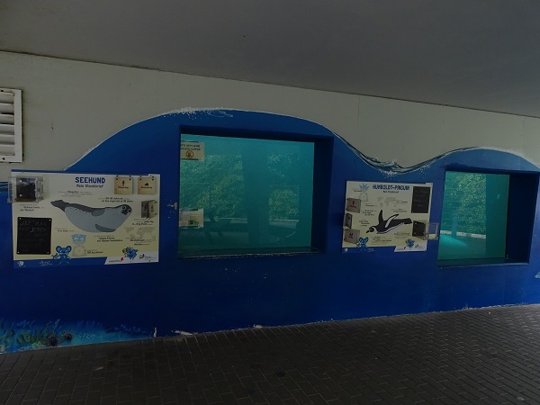 Underwater viewing Humboldt penguins and harbor seals (07/22)