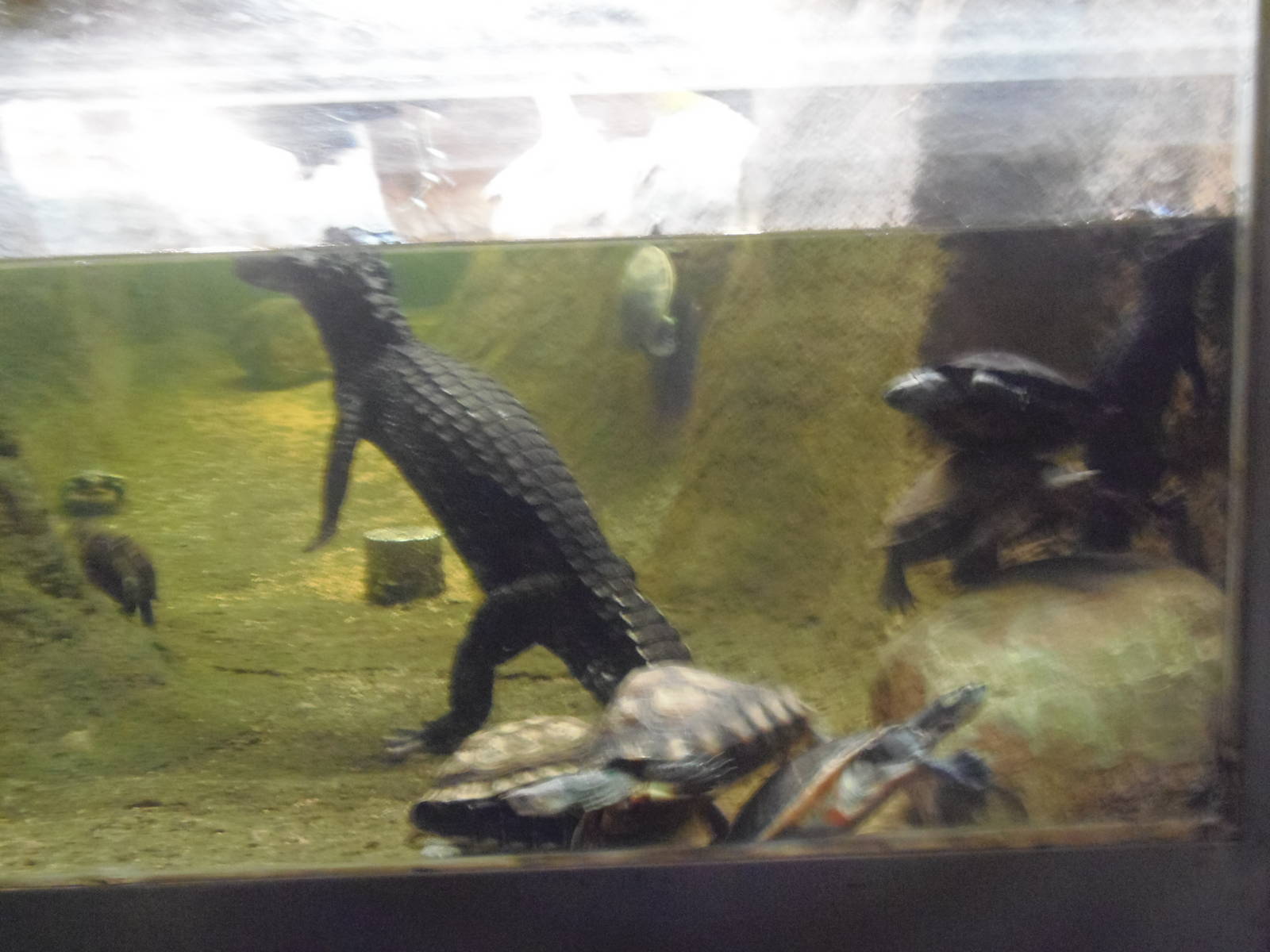 Underwater viewing in the reptile house