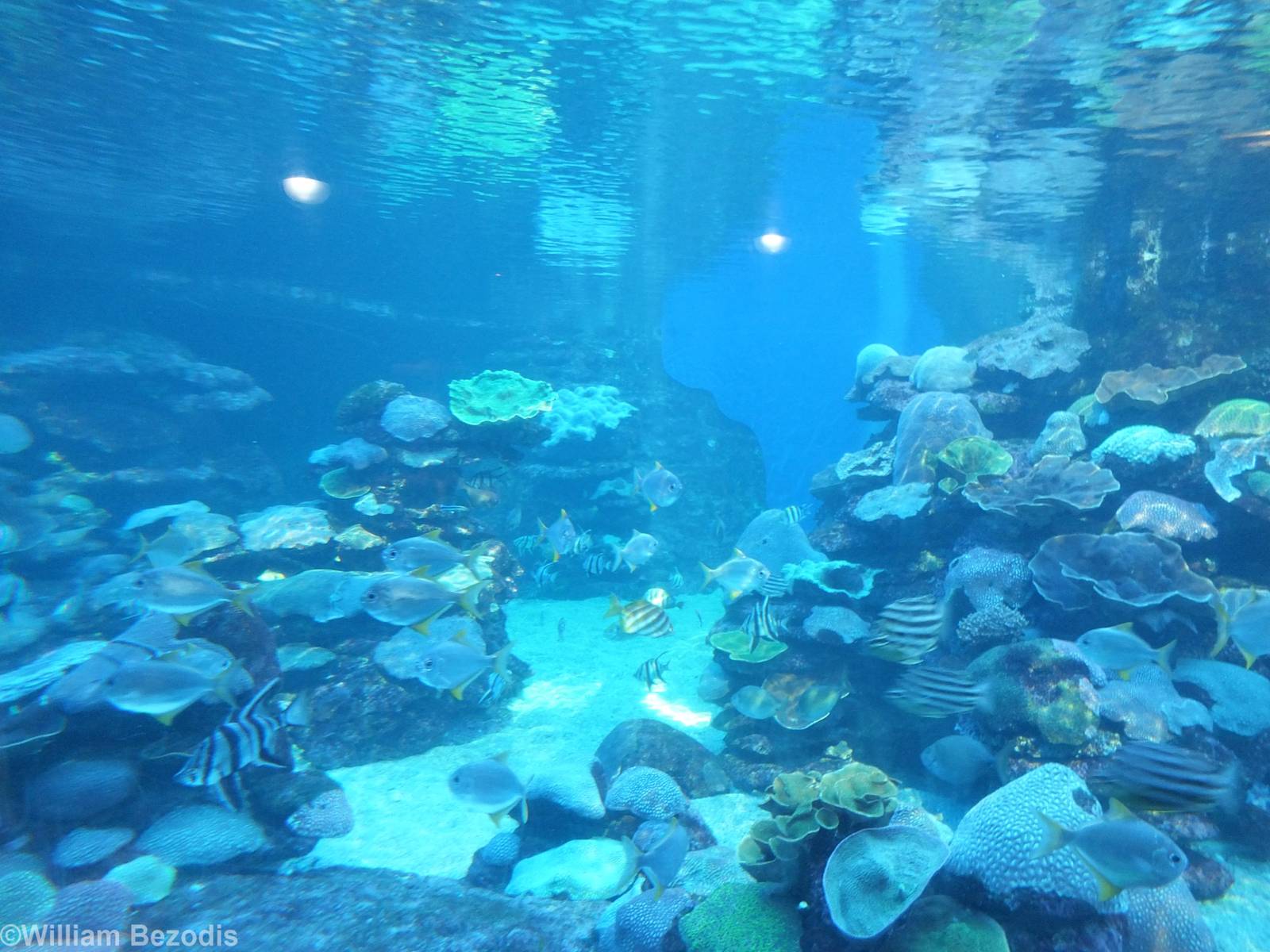 Underwater Viewing into Outdoor Coral Reef Tank