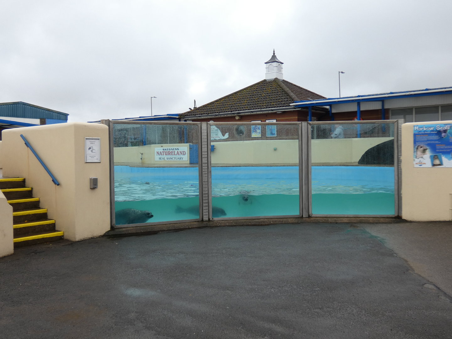 Underwater viewing into resident seal pool