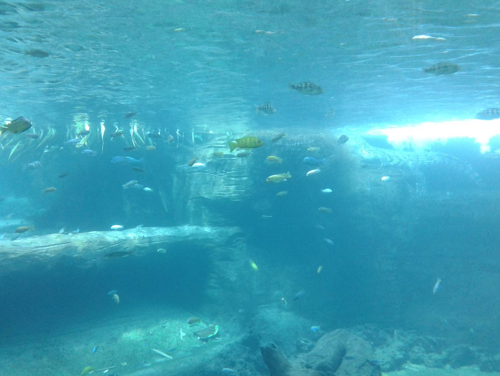 Underwater-viewing Nile crocodiles