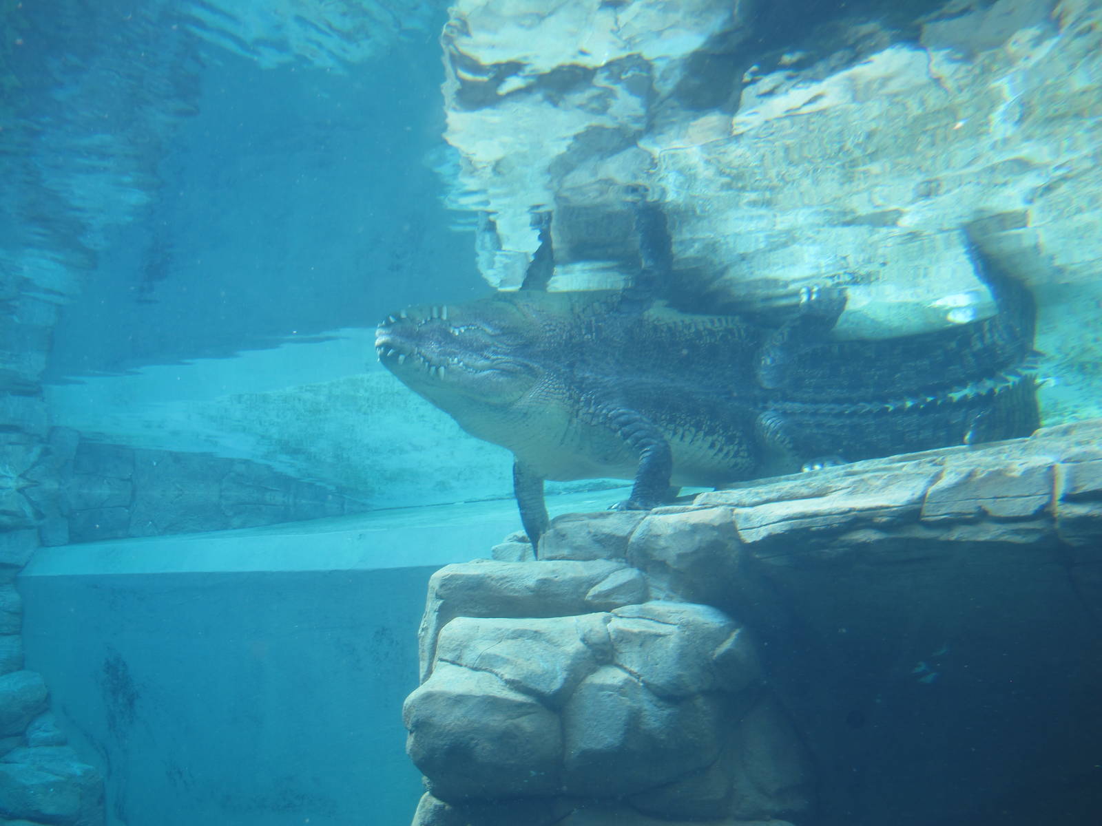 Underwater viewing of adult Saltwater Crocodiles - Crocosaurus Cove