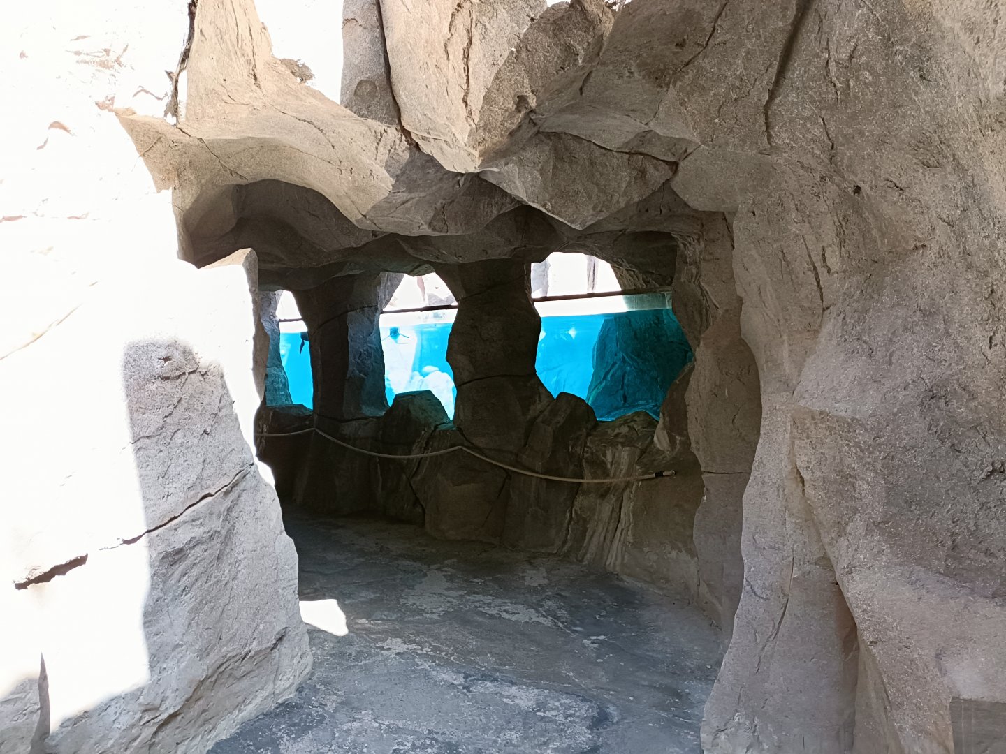 Underwater viewing of Humboldt penguin exhibit