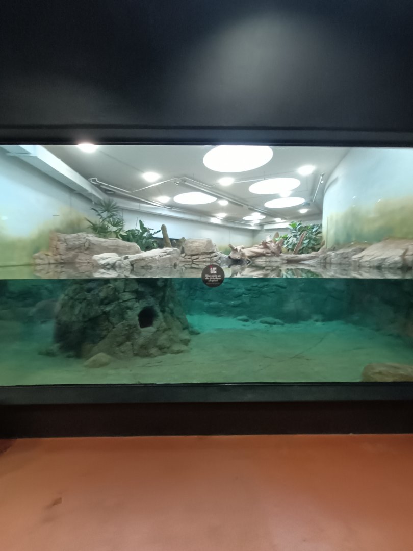 Underwater viewing of indoor Smooth-coated Otter pool - new Orangutan-Haus