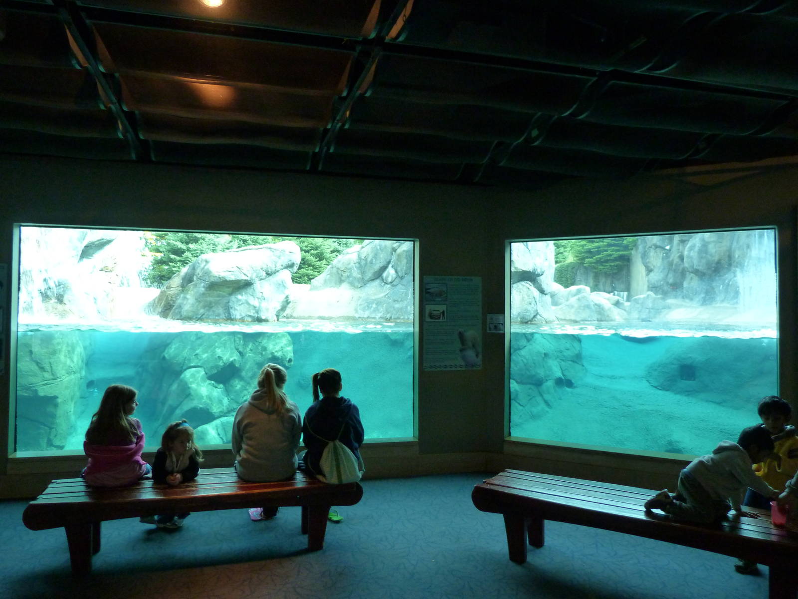 Underwater Viewing of Polar Bear Exhibit