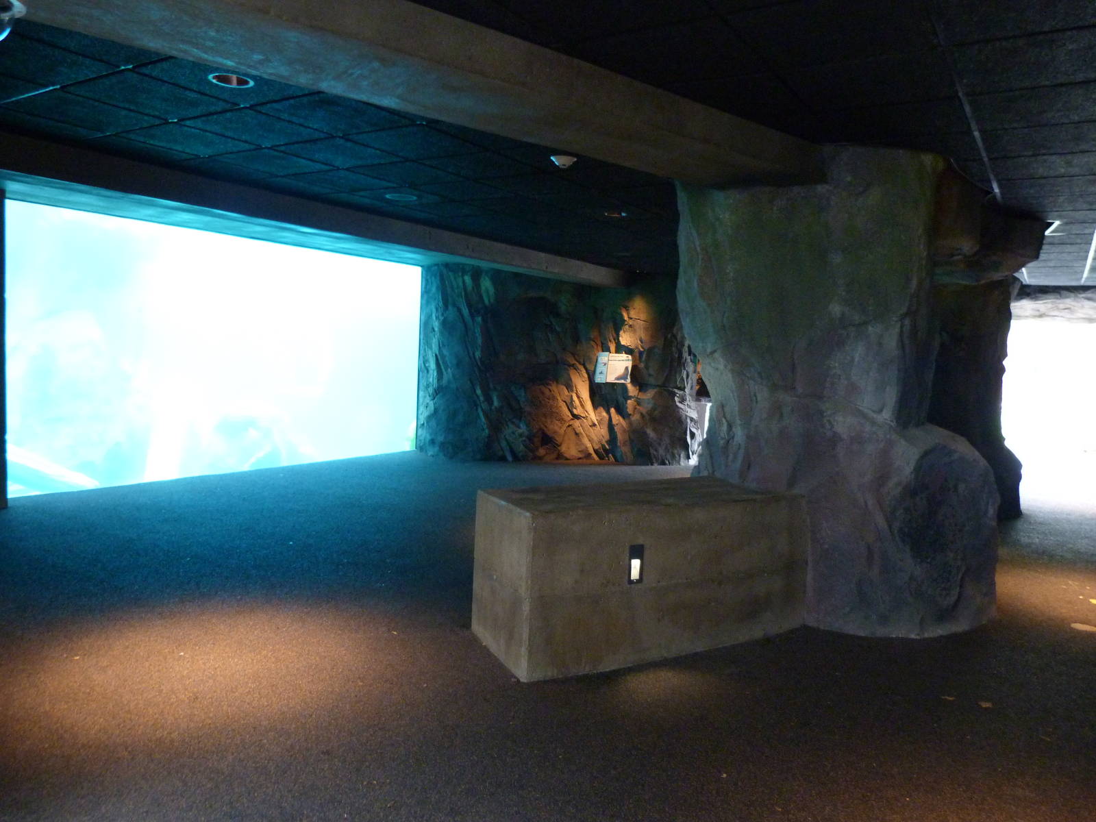 Underwater Viewing of Sea Lion Exhibit