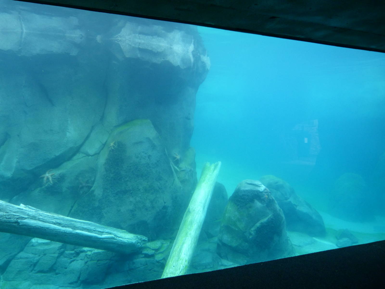 Underwater Viewing of Sea Lion Exhibit