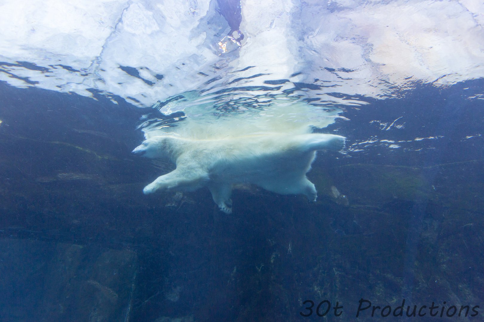 Underwater viewing of the polar bears
