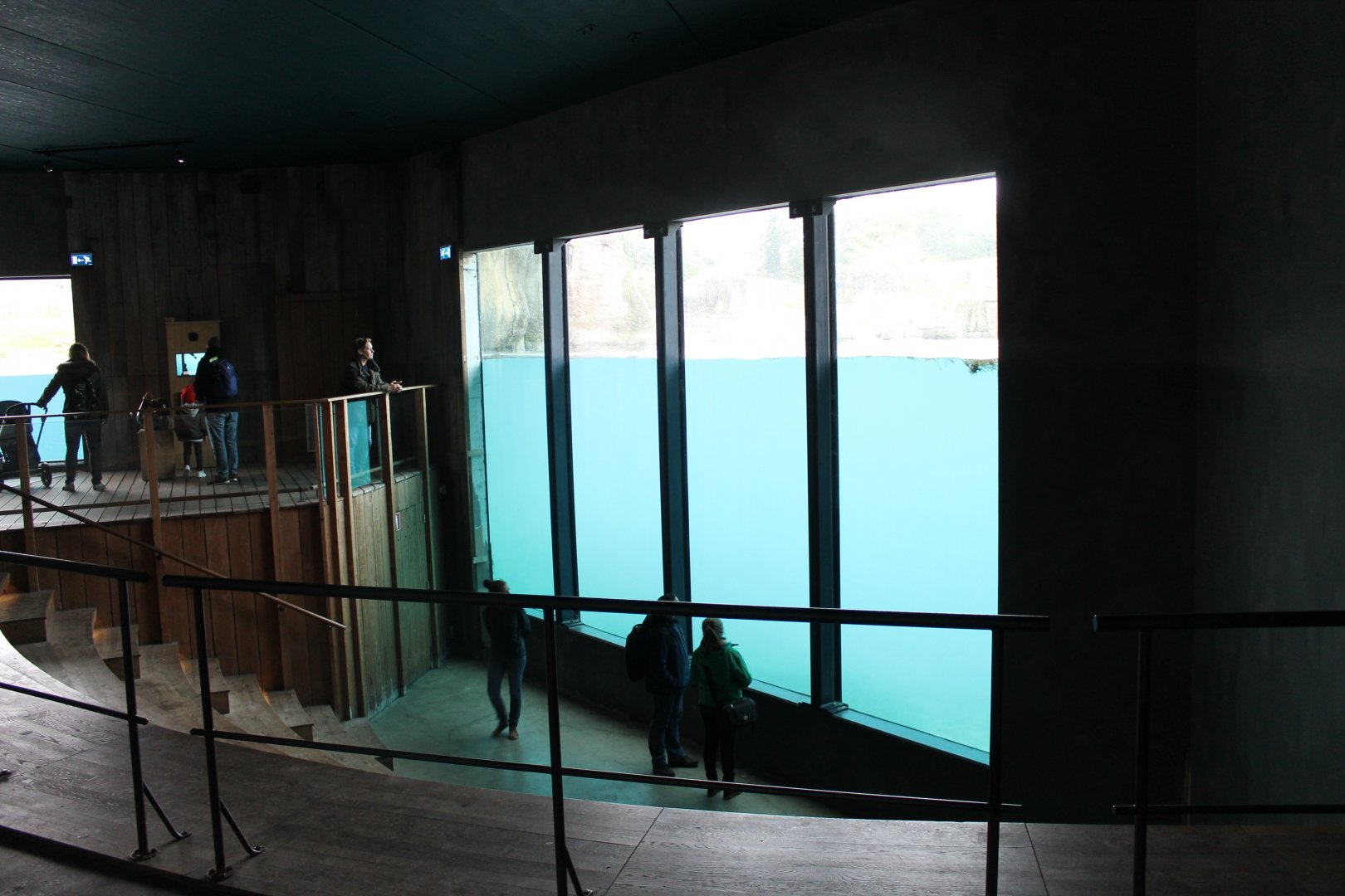 Underwater viewing Polar bear