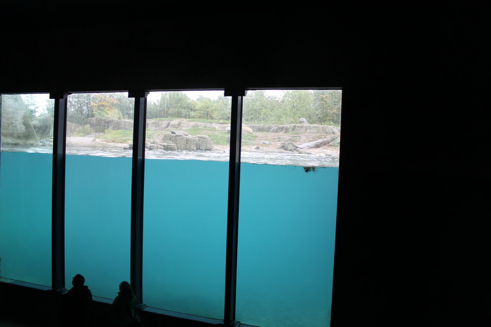 Underwater viewing Polar bear