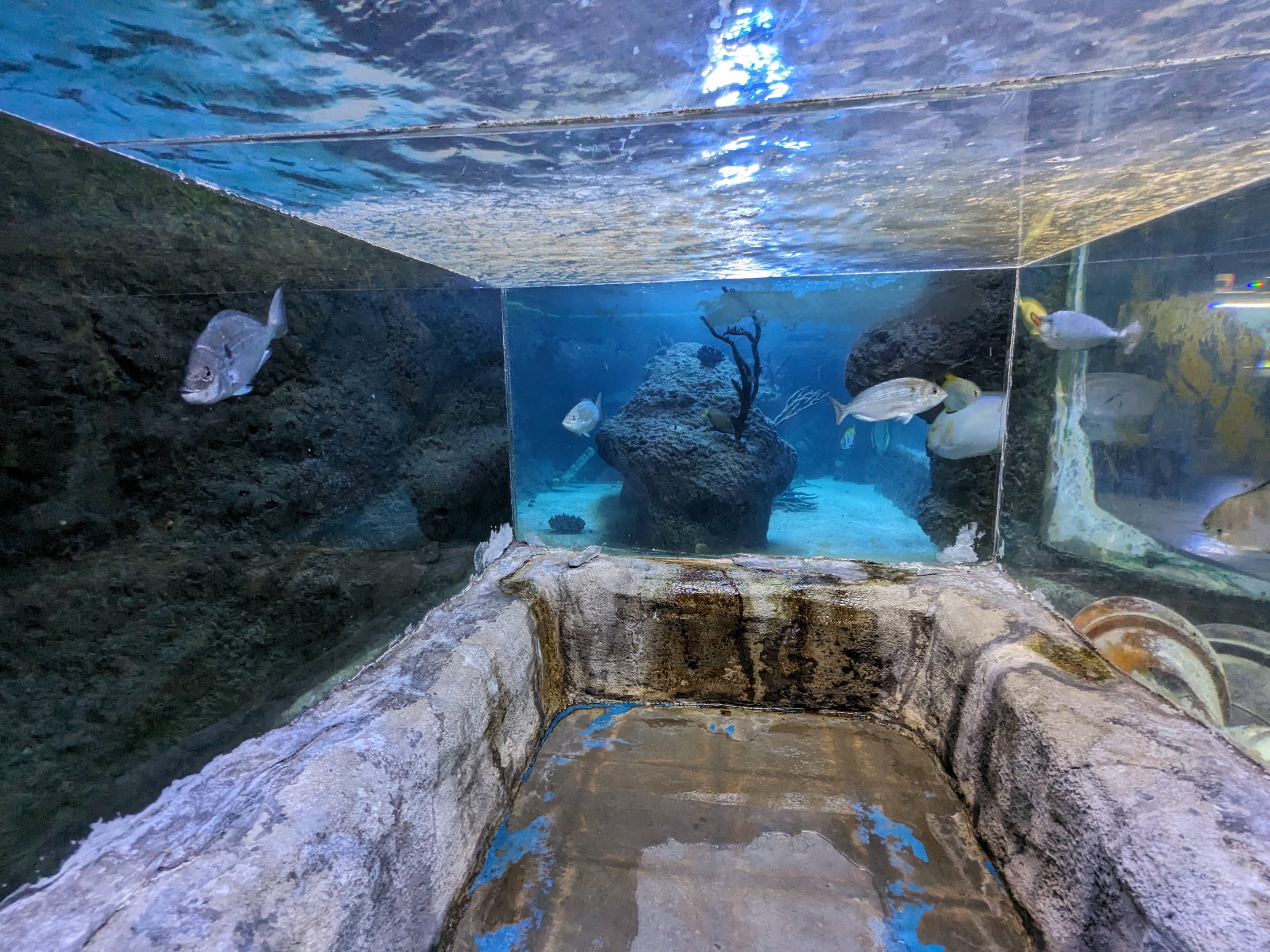 Underwater viewing salt tank