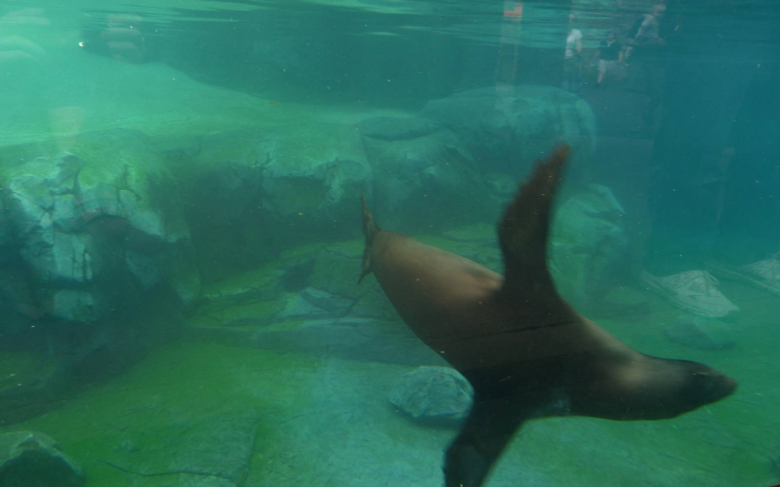 Underwater Viewing - Sea Lion Exhibit