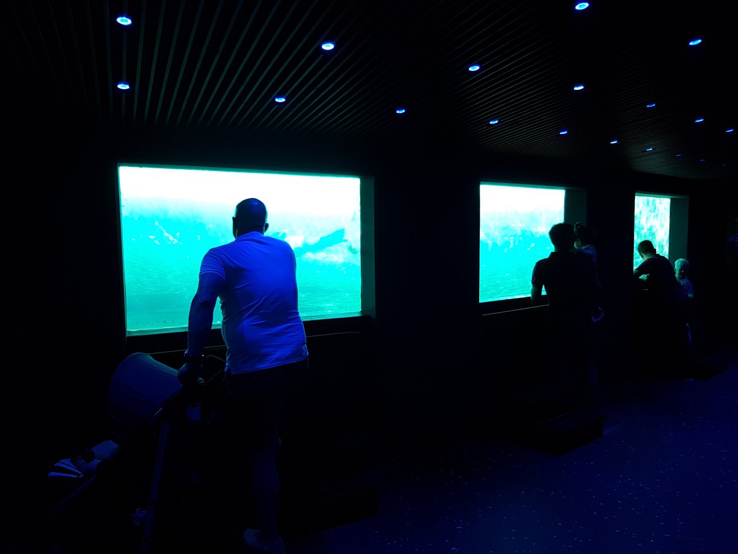 Underwater-viewing  Sea-lions