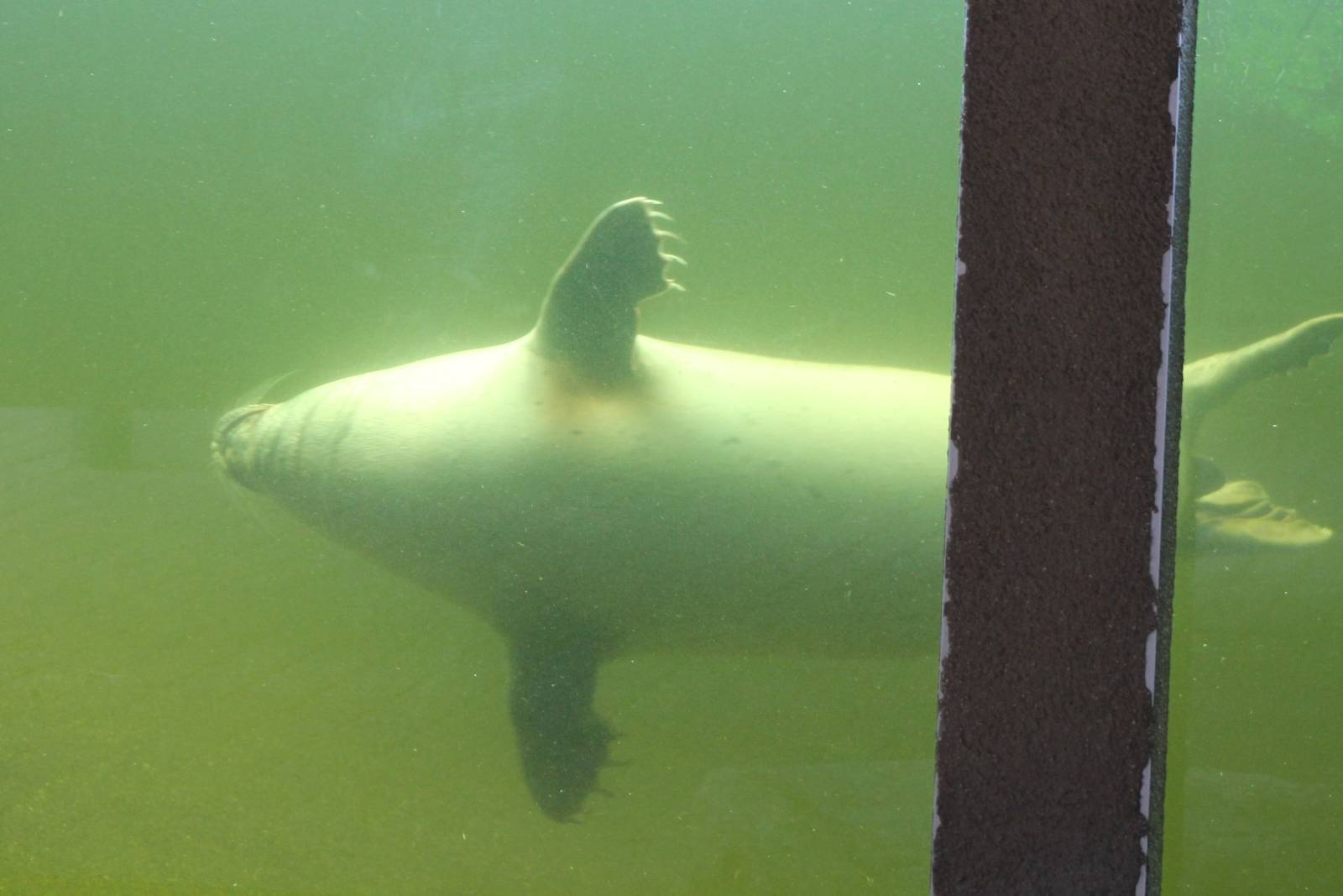Underwater viewing seals