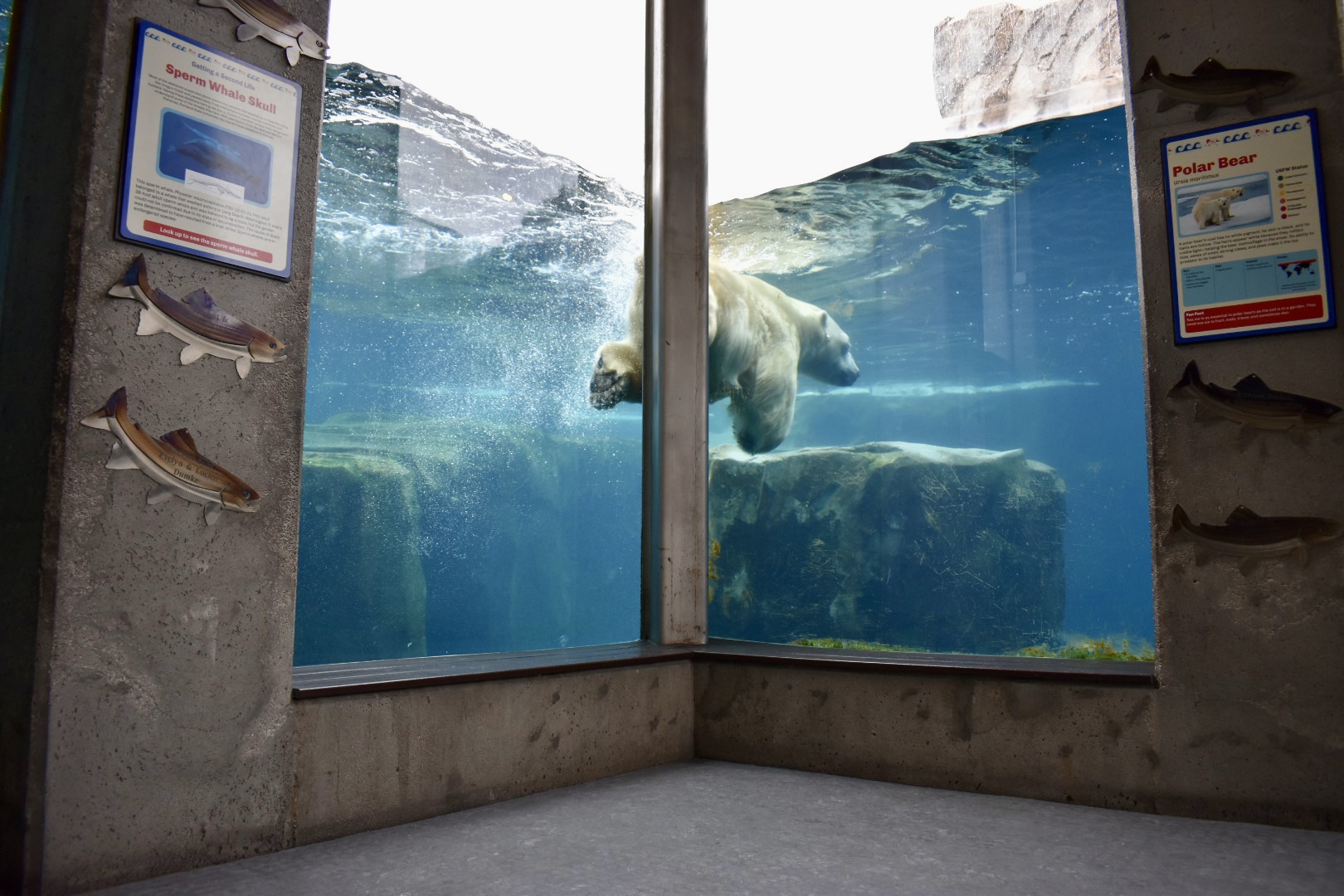Underwater Viewing - Tidewater Cove - Rocky Shores