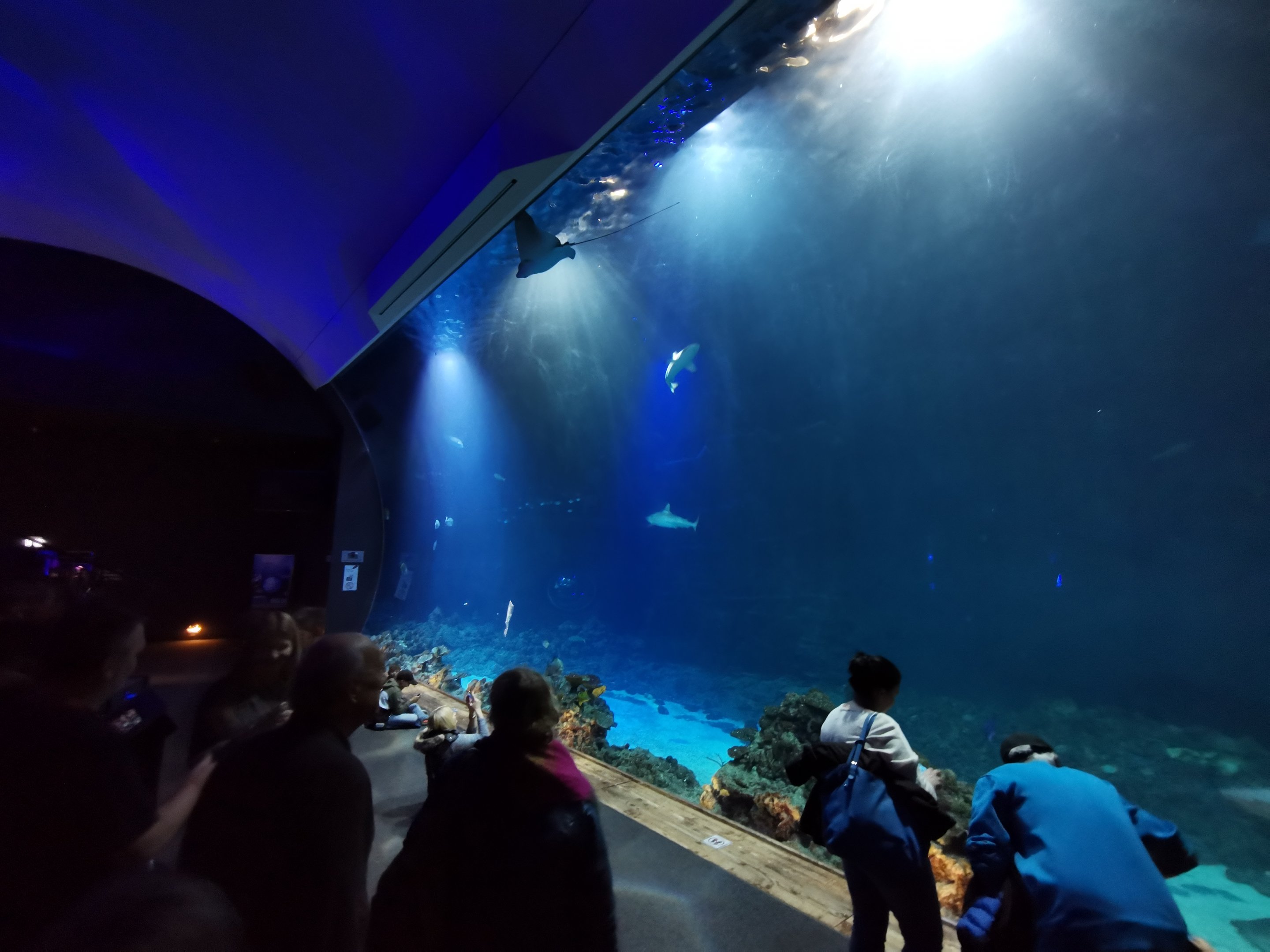 Underwater viewing - Tropen-Aquarium