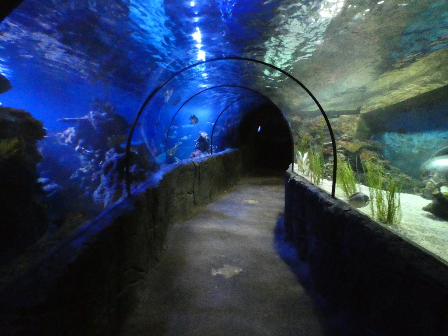 Underwater viewing tunnel in SeaLife