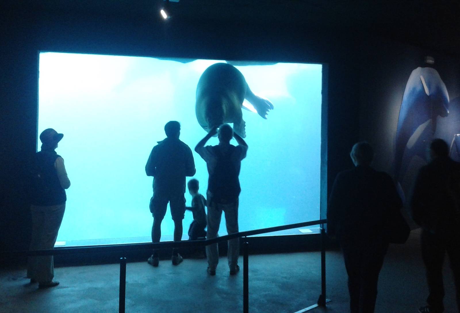 Underwater-viewing walruses