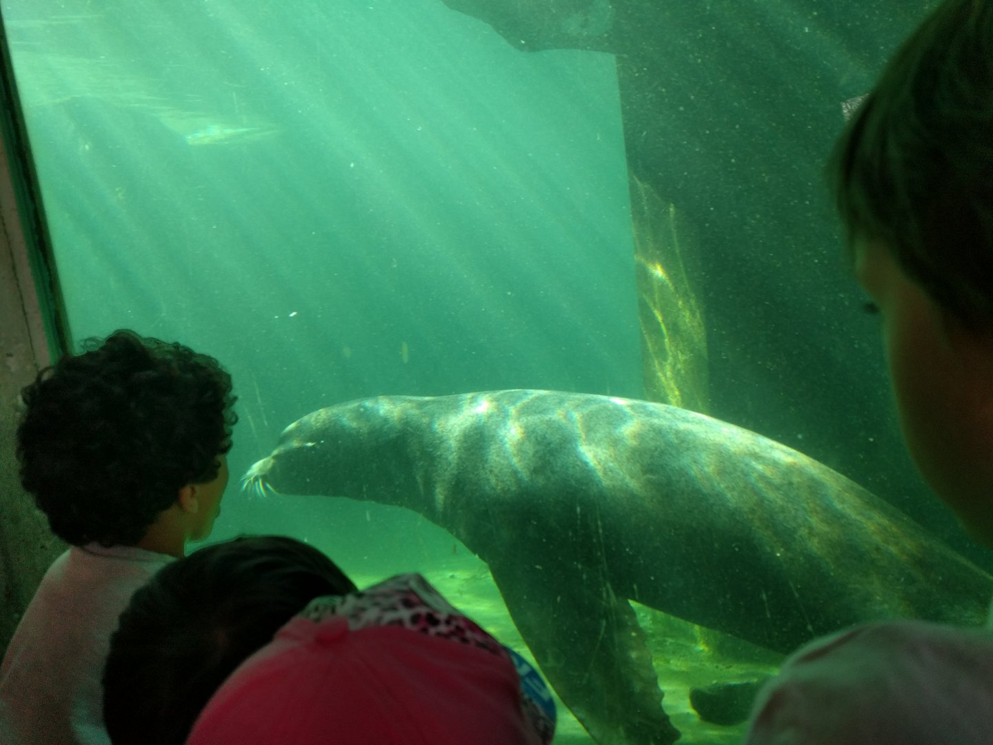 Underwater Viewing window California Sea Lion Enclosure