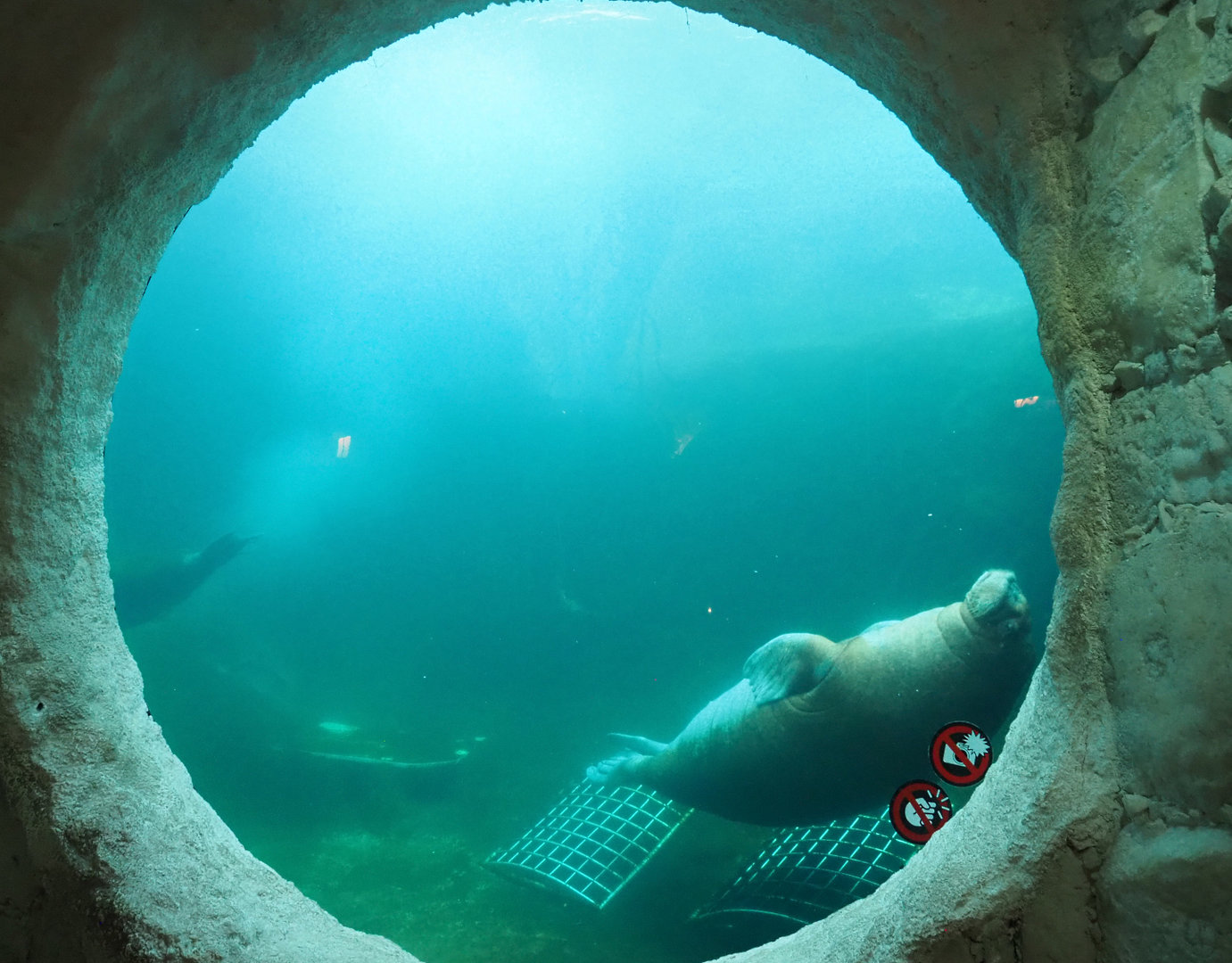 Underwater viewing window for smaller Pacific walrus exhibit, 2022-09-14
