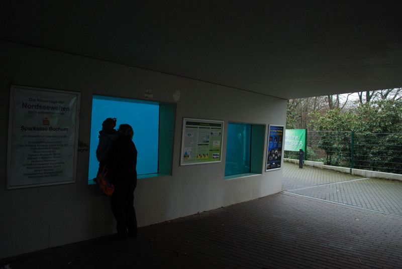 Underwater viewing windows at the sealpool