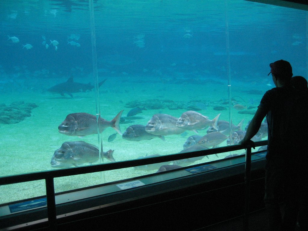 Underwater Viewing