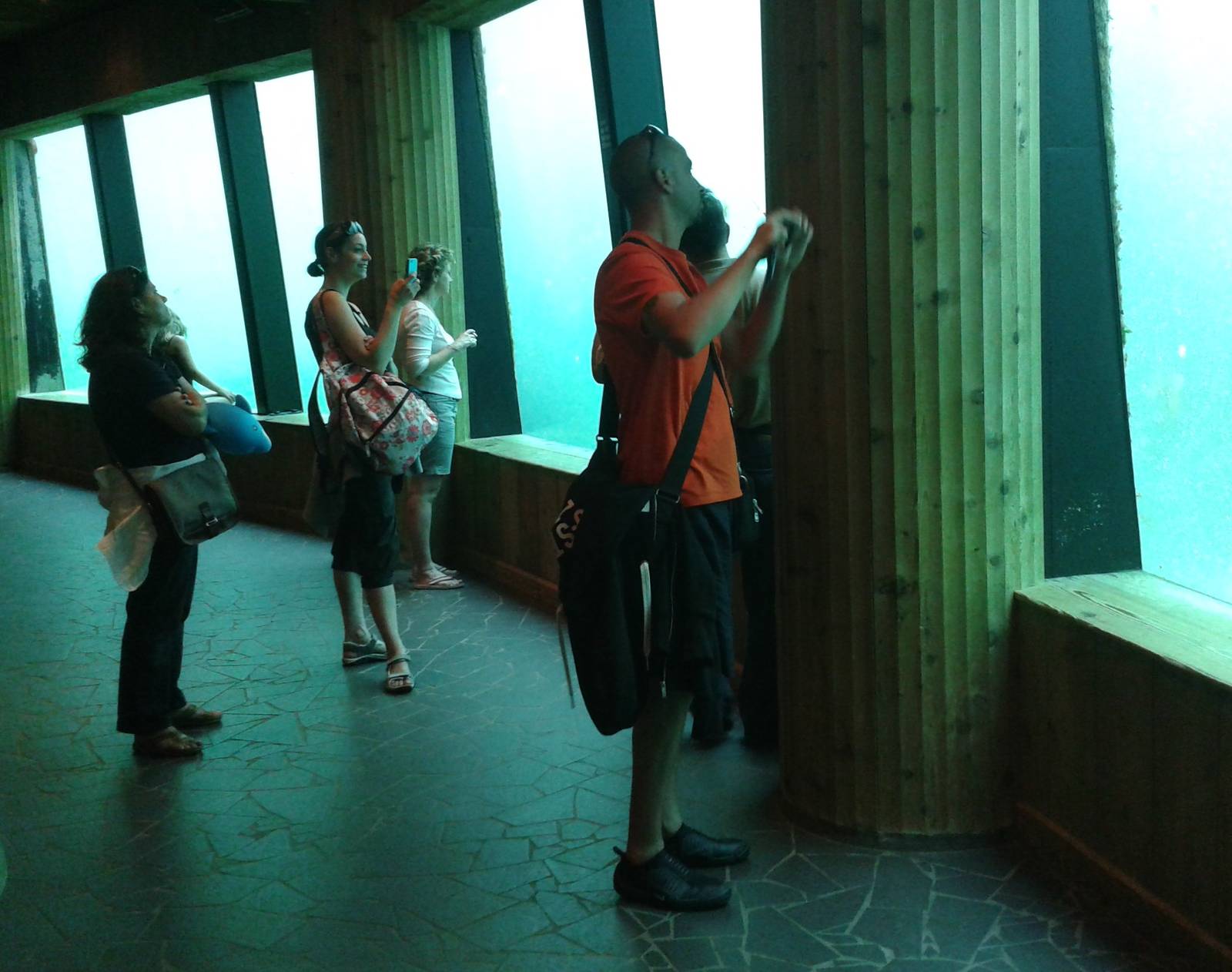 Underwater-viwing area dolphins