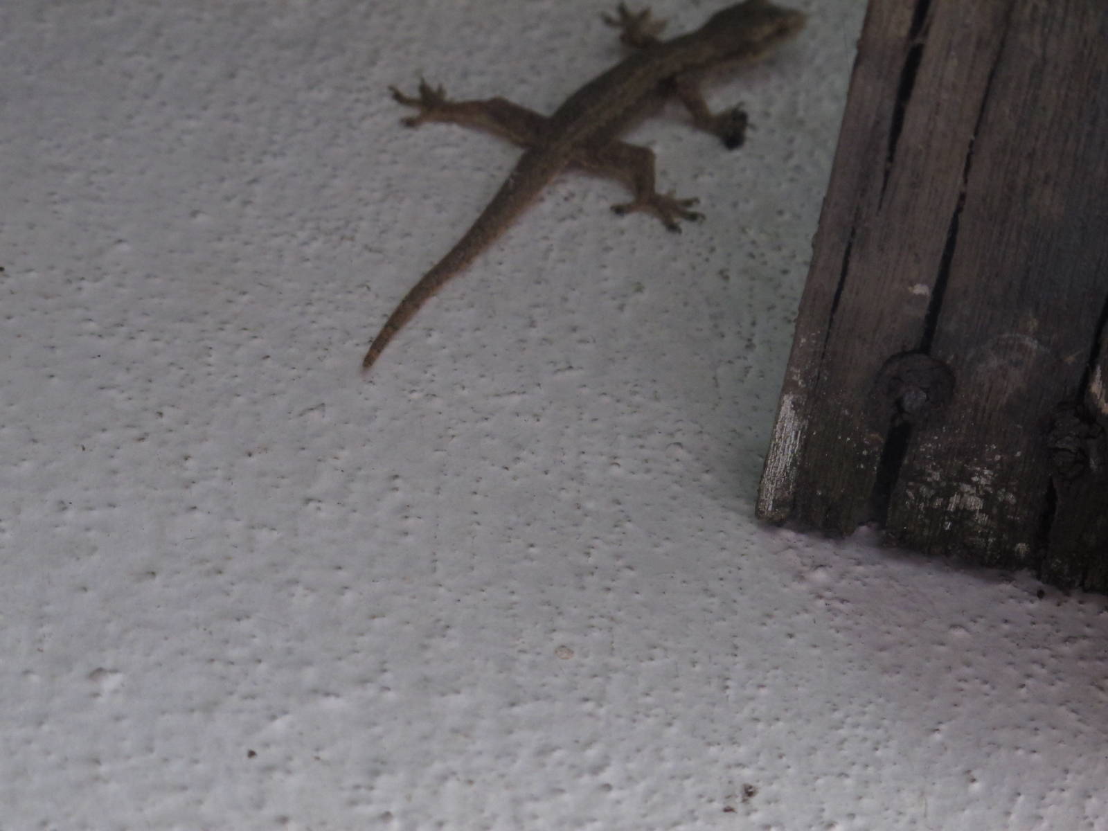 Underwater World - Gecko ID?