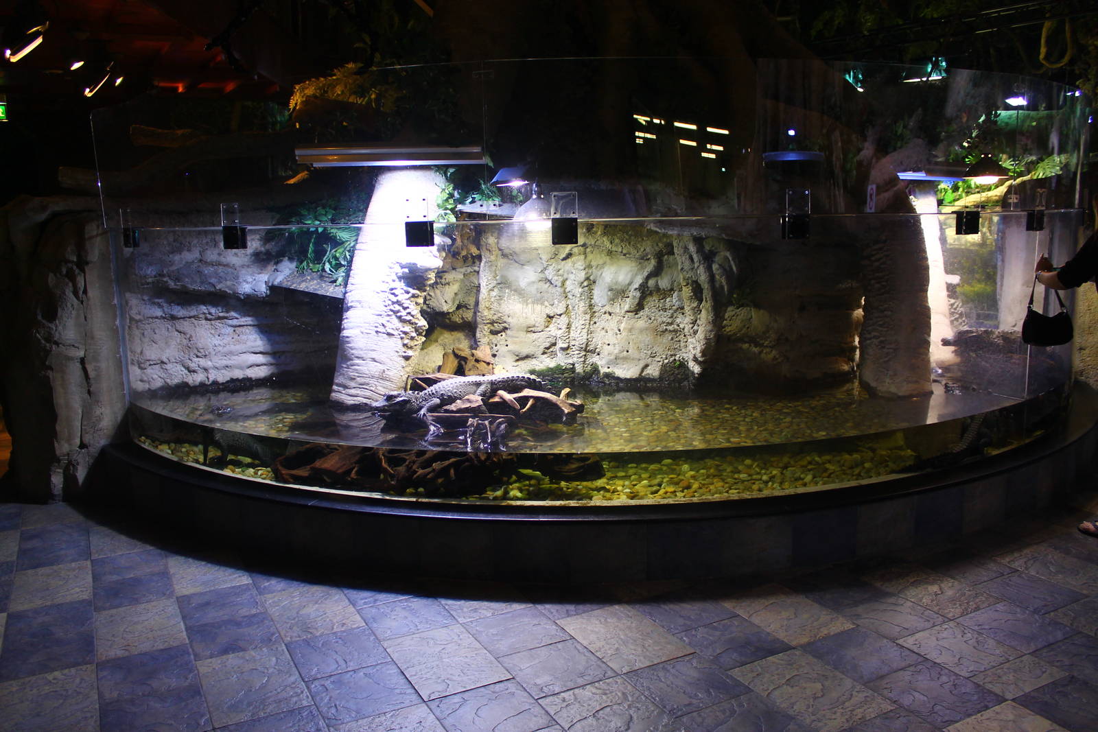 Underwater Zoo - African Dwarf Crocodile exhibit