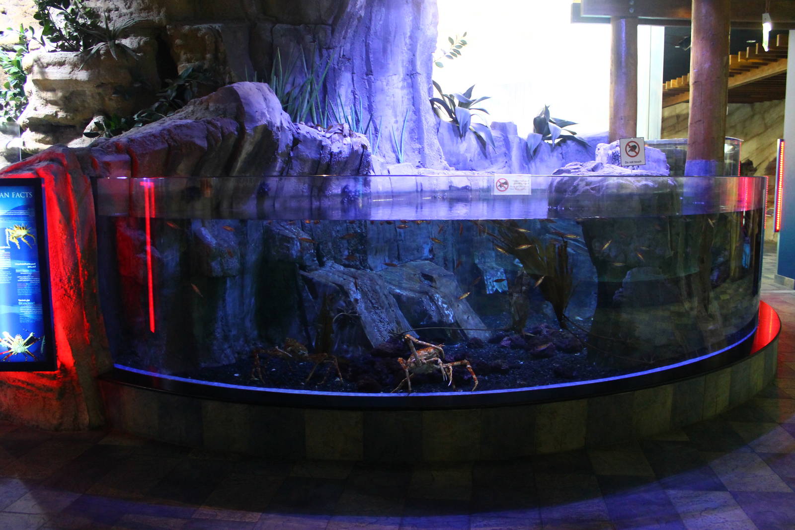 Underwater Zoo - Giant Spider Crab exhibit