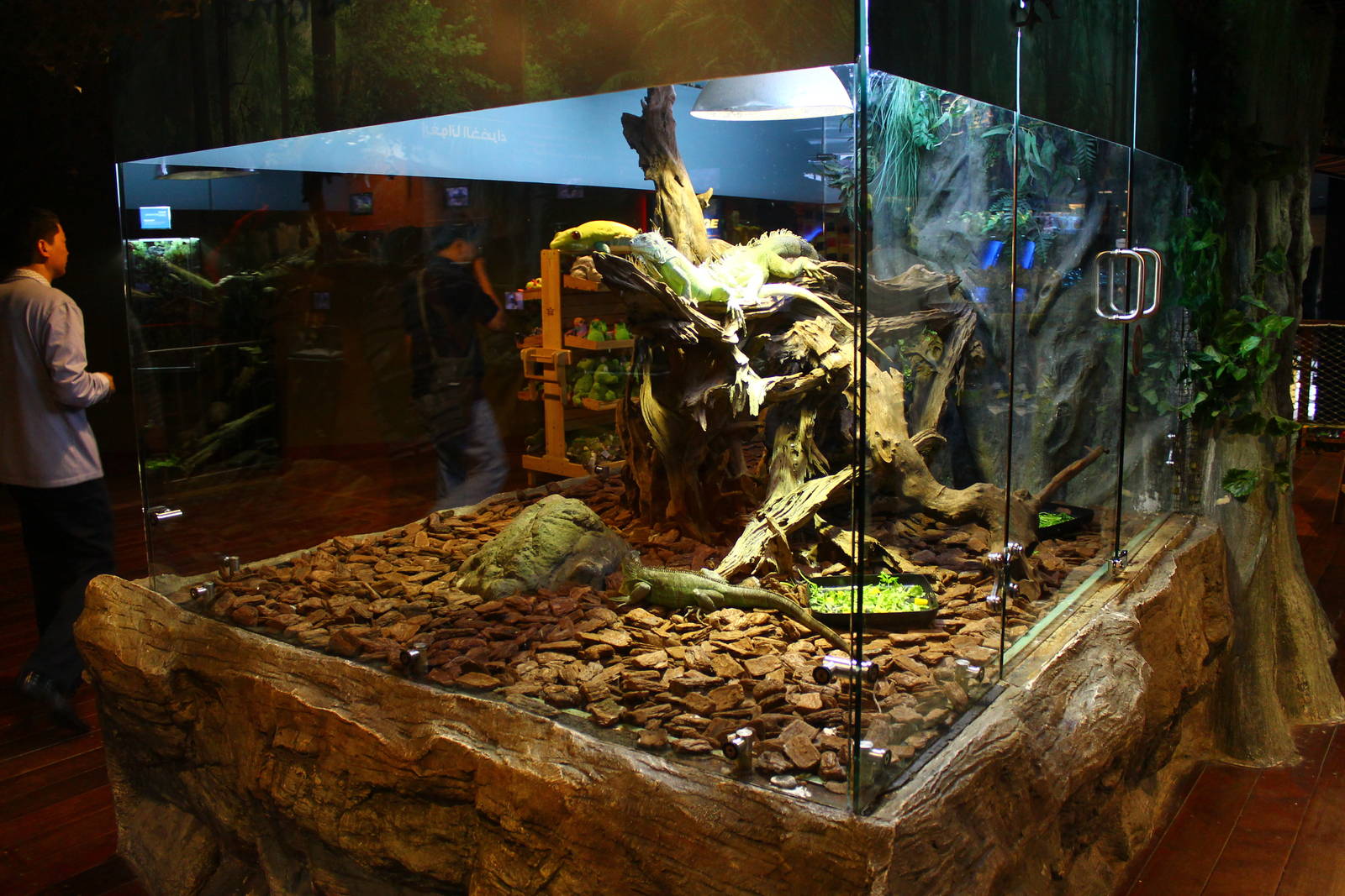 Underwater Zoo - Green Iguana exhibit