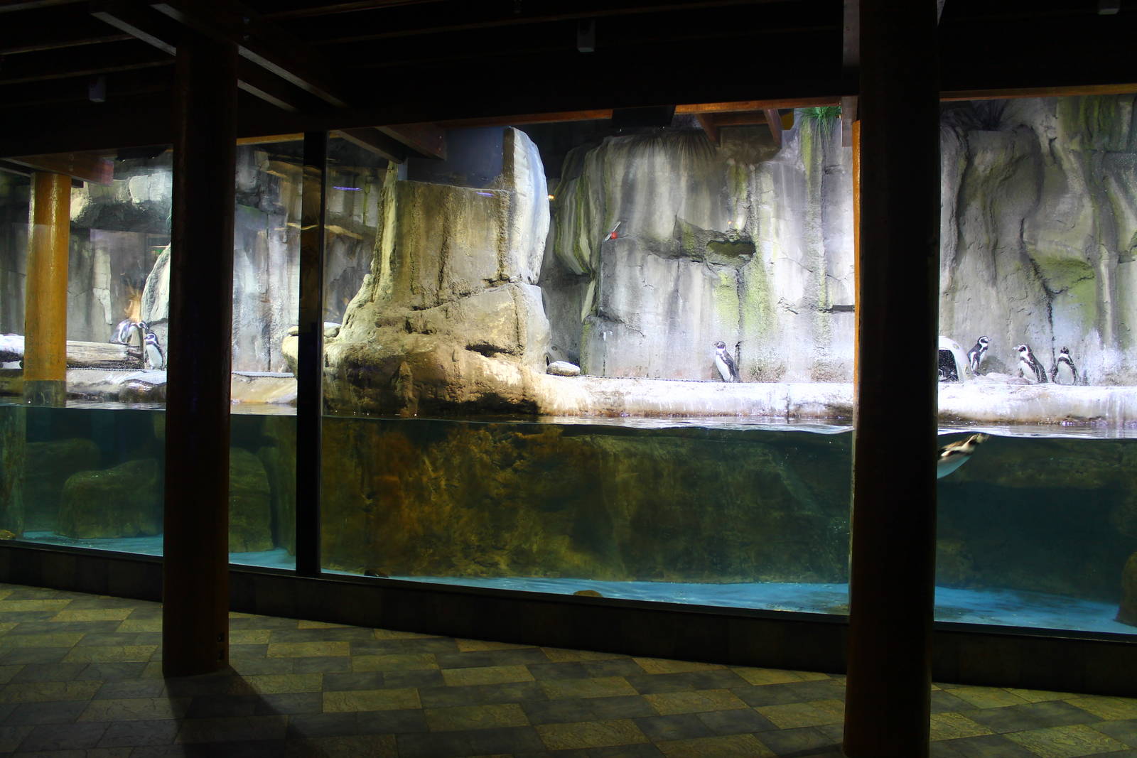 Underwater Zoo - Humboldt Penguin exhibit
