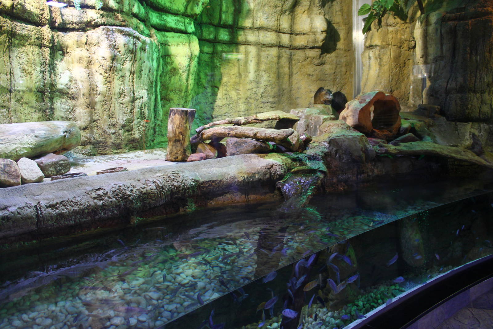 Underwater Zoo - Nutria exhibit