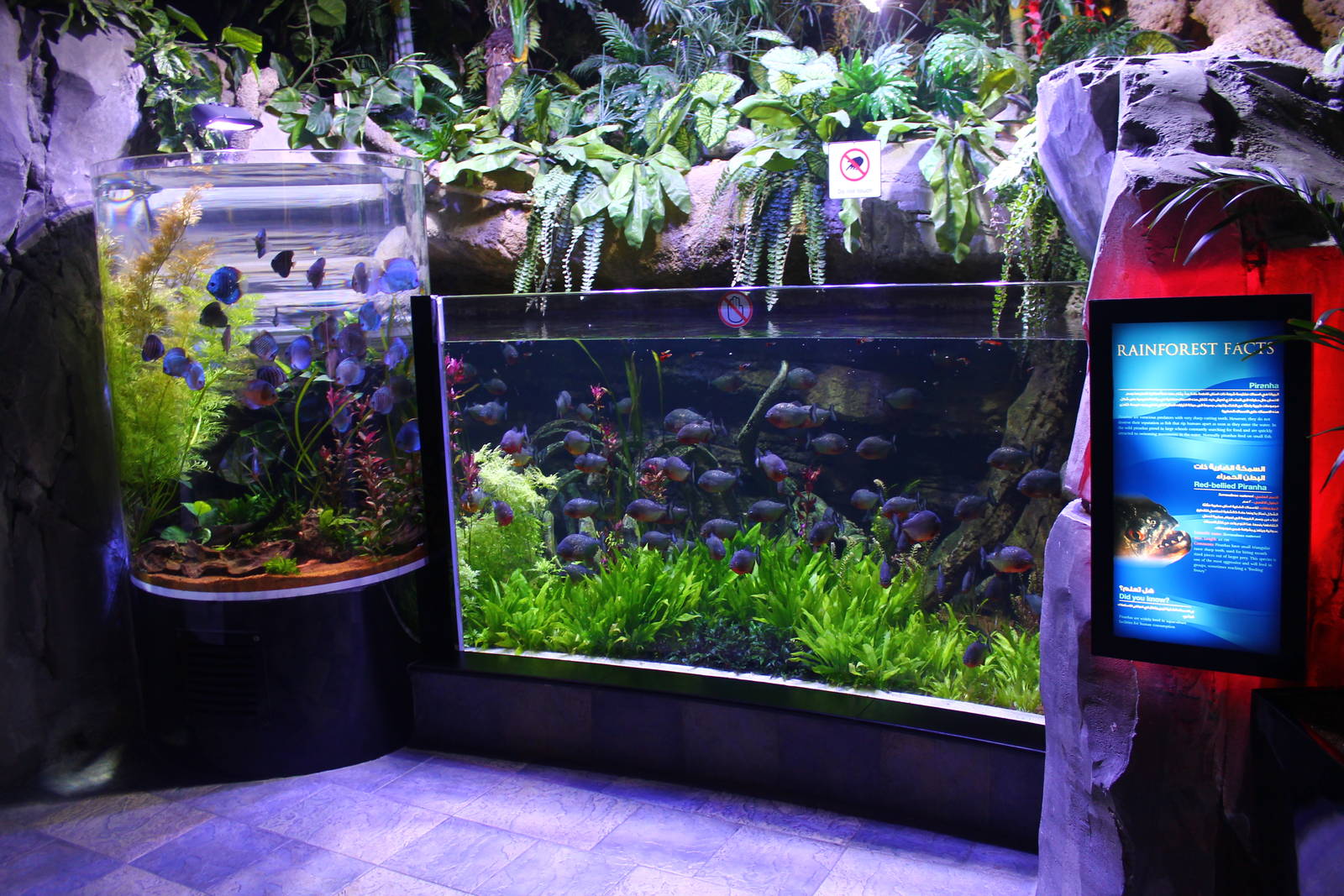 Underwater Zoo - Piranha and Discuss exhibits