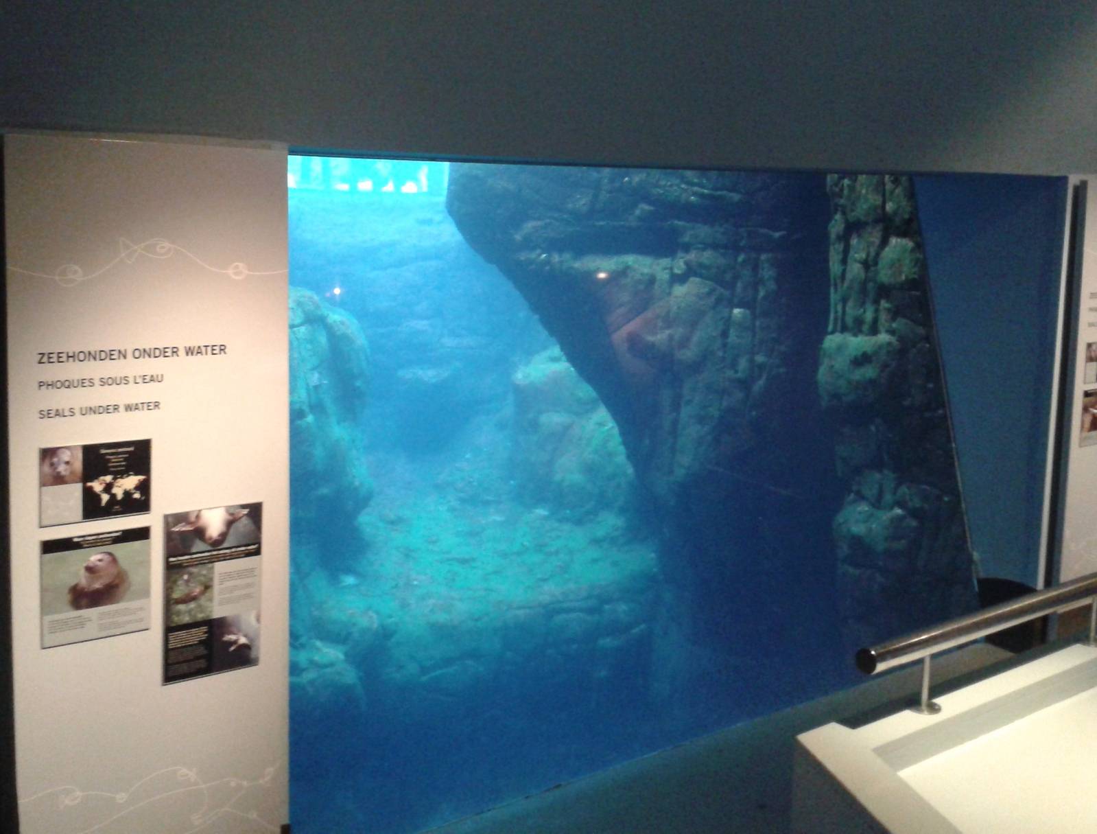 Underwaterviewing Seals