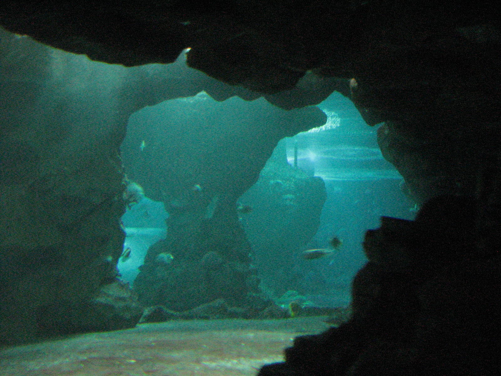 Underwaterworld Singapore 2008 - Inside one of the tanks