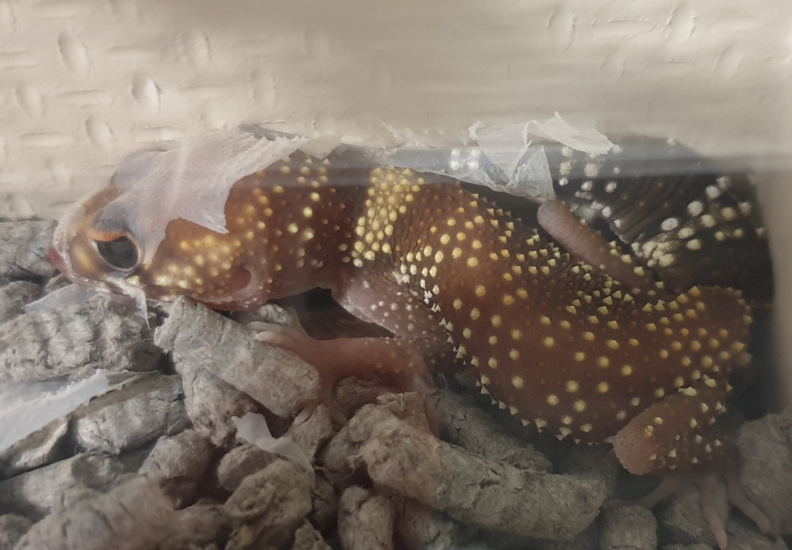 Underwoodisaurus milii - skinning