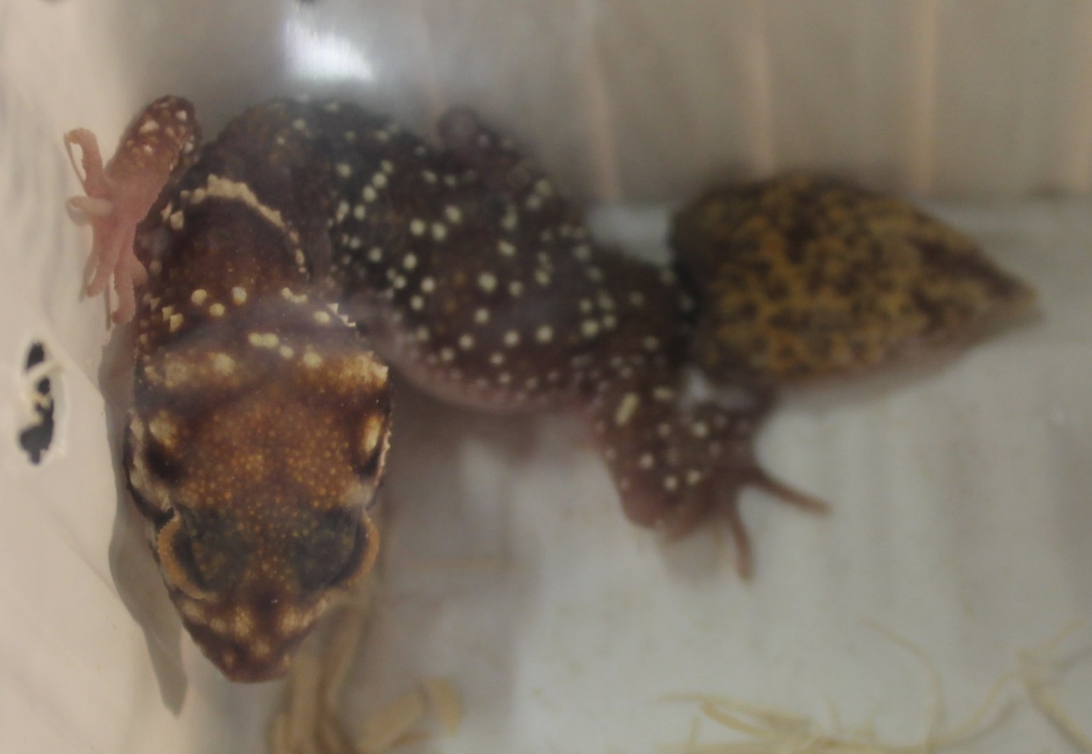 Underwoodisaurus milii