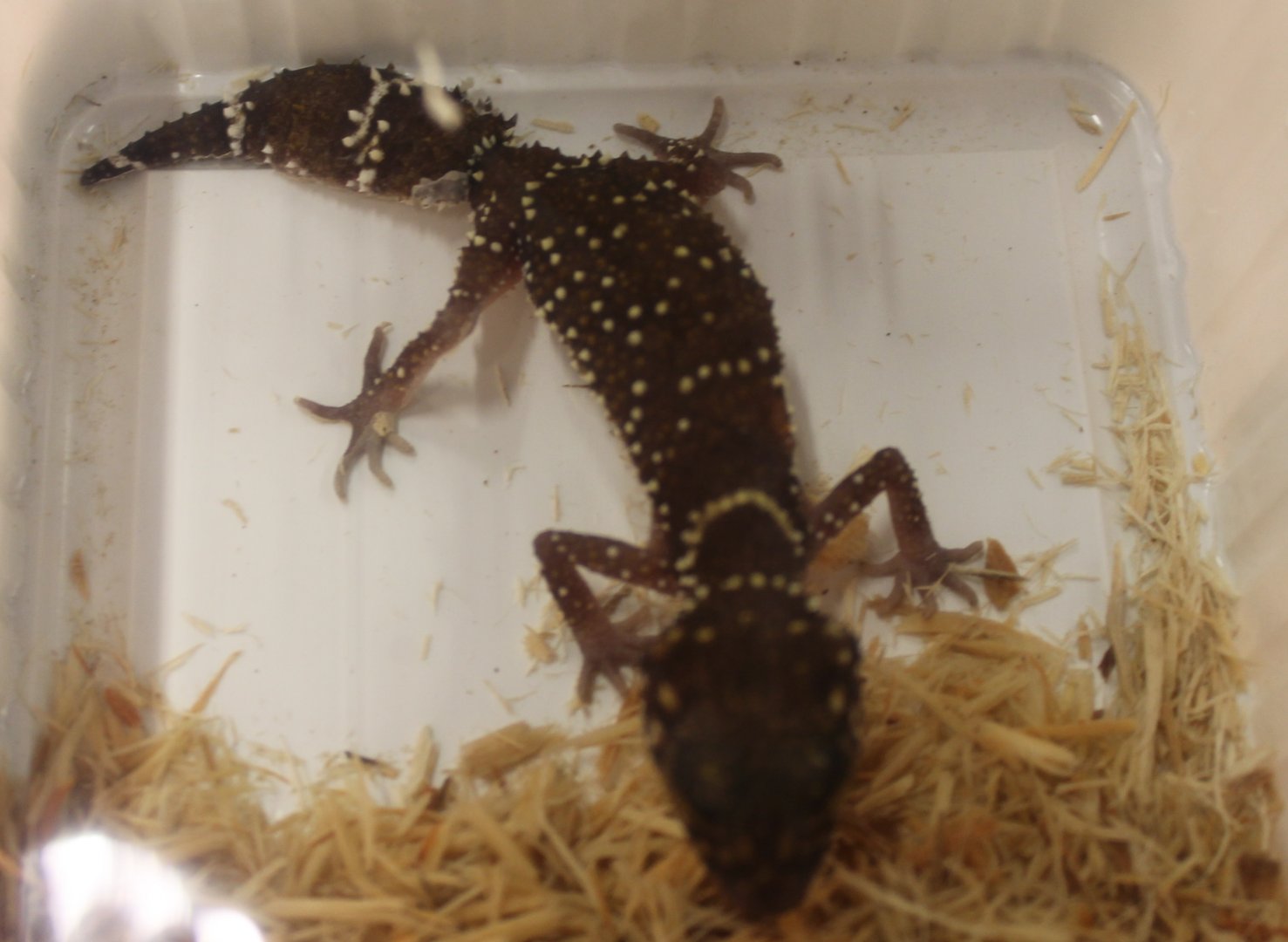 Underwoodisaurus milii