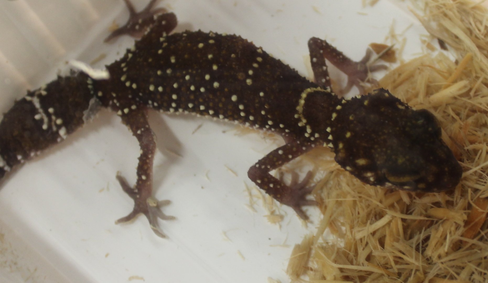 Underwoodisaurus milii